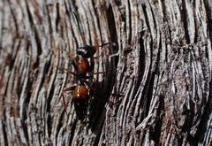 Opisthopsis picta