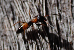 Opisthopsis picta