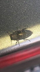 Chrysobothris femorata