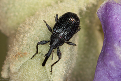 Curculionidae