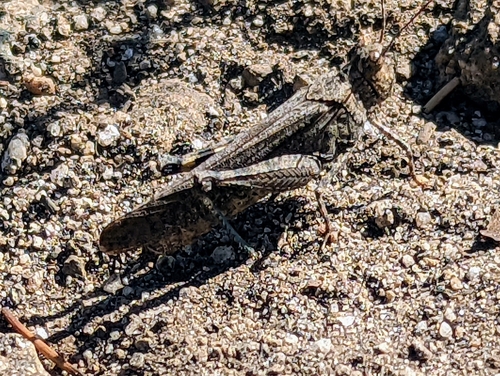 Crackling Forest Grasshopper photo 6
