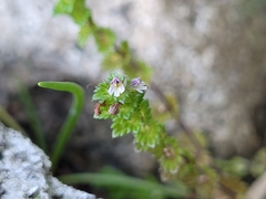 Euphrasia randii