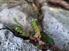 Euphrasia randii