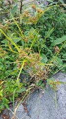 Cyperus eragrostis image