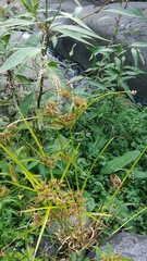 Cyperus eragrostis image