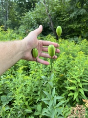 Lilium philadelphicum