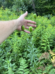 Lilium philadelphicum
