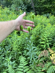 Lilium philadelphicum