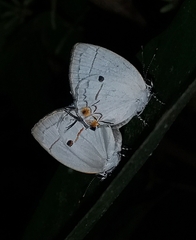Iaspis andersoni