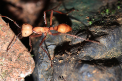 Eciton burchellii