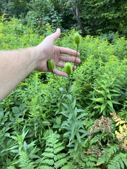 Lilium philadelphicum