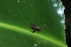 Leptoscelis quadrisignatus image