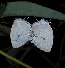 Iaspis andersoni