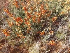 Swainsona stipularis