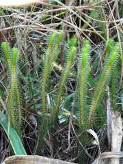 Phlegmariurus reflexus