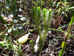 Phlegmariurus reflexus