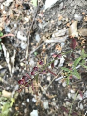 Scutellaria californica
