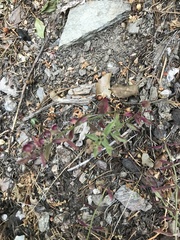 Scutellaria californica