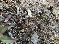 Scutellaria californica