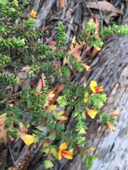 Pultenaea spinosa