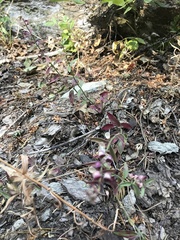 Scutellaria californica