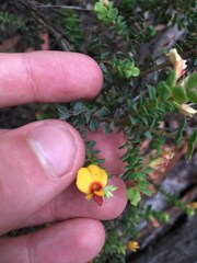 Pultenaea spinosa