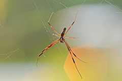 Trichonephila clavipes image