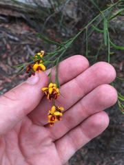 Daviesia leptophylla