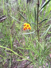 Daviesia leptophylla