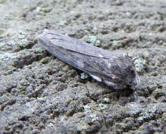 Lithophane antennata