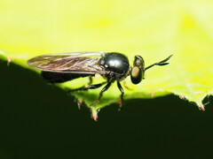 Cerotainia macrocera