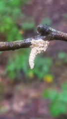 Akanthomyces aculeatus