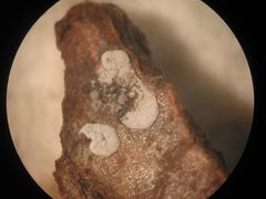 Diderma chondrioderma