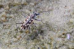 Ellipsoptera macra