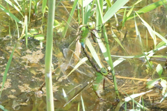 Anax parthenope julius