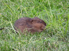 Ondatra zibethicus
