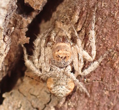 Hamataliwa grisea