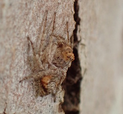 Hamataliwa grisea