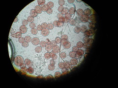 Diderma chondrioderma