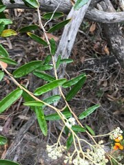 Astrotricha ledifolia