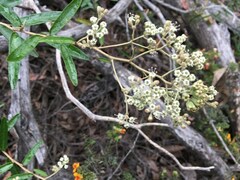 Astrotricha ledifolia