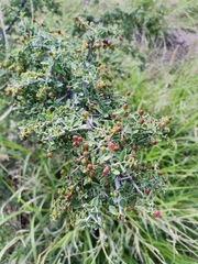 Condalia correllii