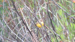 Pseudocolopteryx dinelliana