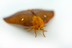 Anisota virginiensis