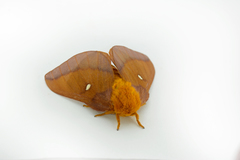 Anisota virginiensis