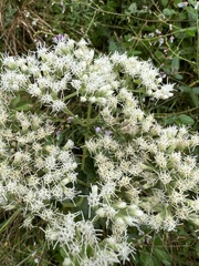 Eupatorium cordigerum