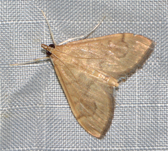 Herpetogramma theseusalis