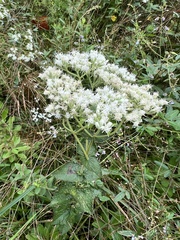 Eupatorium cordigerum