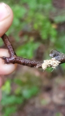 Akanthomyces aculeatus