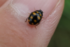 Coccinellidae